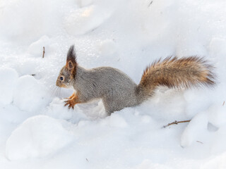 The squirrel in winter sits on white snow.