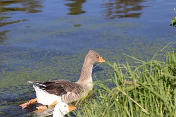 Pato nadando en una laguna