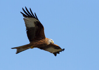 Rotmilan (milvus milvus) mit Nistmaterial. Im Flug. Schweiz.