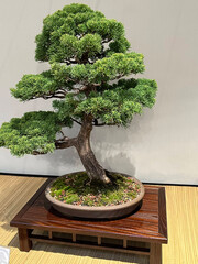 Japanese bonsai trees on an exhibition. 