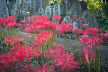 秋に咲く彼岸花の群生