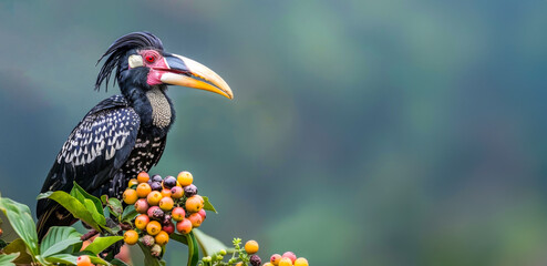 Obraz premium Exotic hornbill bird perched on a fruiting branch in the forest