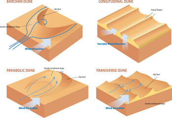 types of dune cross section diagram illustration - obrazy, fototapety, plakaty