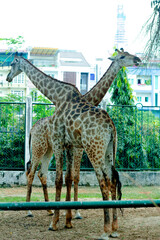 The giraffe is a large African hoofed mammal belonging to the genus Giraffa. Giraffa is the tallest...