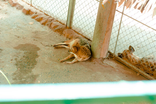 15 million years ago (with one taxon having colonised North America), they became extinct after a change in climate, along with the arrival of canids into Eurasia. Of the dog-like hyena lineage, only 