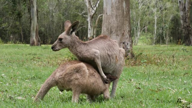A baby Joey Kangaroo suckling milk from a teat inside the mother's pouch. Wild animal behaviour
