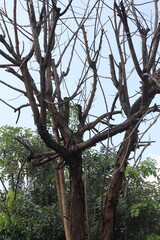 represents life, growth, freshness, natural and positive life energy. Leaves are the typical color of mountains and forests. Most green plants have a natural green pigment called chlorophyll, which is