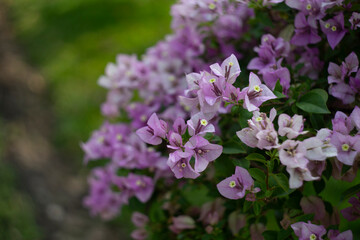 ,Close-up of pink bougainvillea glabra plant,Close-up of pink bougainvillea glabra...