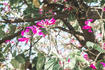  bauhinia variegata is a species of flowering plant in the Fabaceae family, native to southeastern Asia, from southern China extending west to India.Large shrub or small tree that can grow up to 10-12
