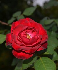 Red Rose