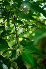 When ripe, the fruit of Annona glabra has a strong aroma and a slightly acrid taste, so most people...