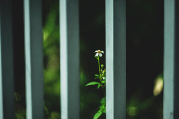 Asteraceaes in a glass blurred background Aster daisy composite flower Asteraceae Compositae,Compositae helping to support the child girl to stand up from on the floor after falling down at park