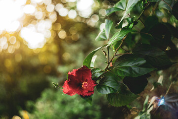 Malvaceae, is a species of tropical hibiscus, a flowering plant in the Hibisceae tribe of the...