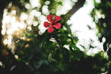 Malvaceae, is a species of tropical hibiscus, a flowering plant in the Hibisceae tribe of the...