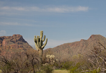 Saguaro cactus and Red Mountain under blue sky in the Salt River management area near Scottsdale Arizona United States