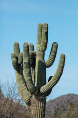 Single saguaro cactus in the Sonoran desert near Mesa Arizona United States