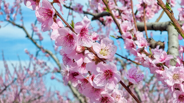 peach tree pink flowers in varoia greece