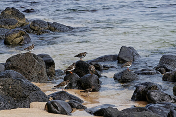 B&eacute;casseaux &agrave; l'aff&ucirc;t au bord de mer