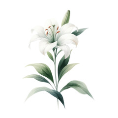 Fototapeta na wymiar Watercolor lily clipart with elegant white petals and green stems. watercolor illustration, Floral bouquets. Hand drawn clipart for wedding invitations, birthday stationery, greeting cards, scrapbook