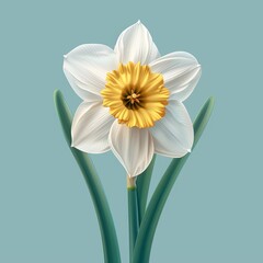Fototapeta premium Flat Design, Beautiful Daffodil Flower Illustration, Vector Style.