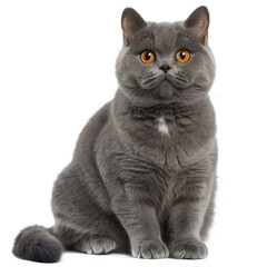 Front view of British shorthair cat on transparency background PNG
