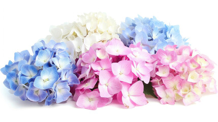 Isolated hydrangea blooms in white, blue, pink, purple, or two-tone colors