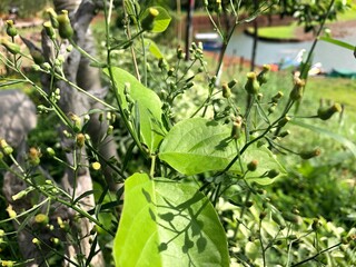 Fototapeta premium beans in the garden