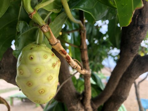noni fruit on the tree