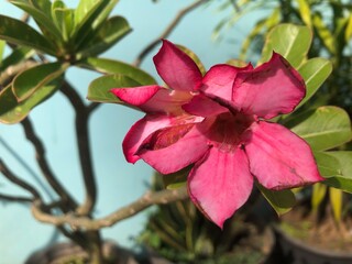 close up of frangipani flowers