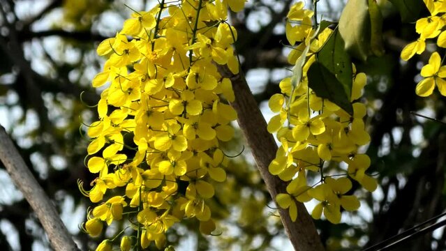 Golden shower tree in bloom