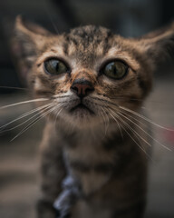 A cute kitten on the streets of a city