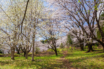 日本の風景　春の埼玉県越生町　さくらの山公園の桜
