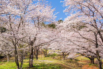 日本の風景　春の埼玉県越生町　さくらの山公園の桜
