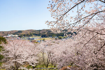 日本の風景　春の埼玉県越生町　さくらの山公園の桜