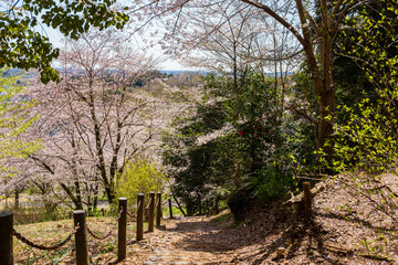 日本の風景　春の埼玉県越生町　さくらの山公園の桜