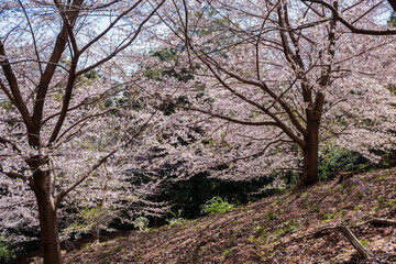 日本の風景　春の埼玉県越生町　さくらの山公園の桜