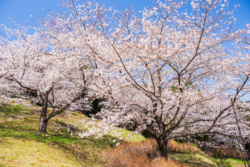 日本の風景　春の埼玉県越生町　さくらの山公園の桜