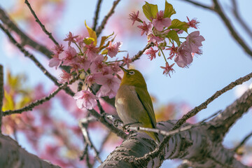 The Japanese White eye.The background is winter cherry blossoms. Located in Tokyo Prefecture Japan.