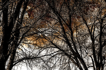 Obraz premium Silhouette of Trees in Basically Monochrome