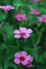 Fototapeta premium メルヘンチックなイモカタバミ