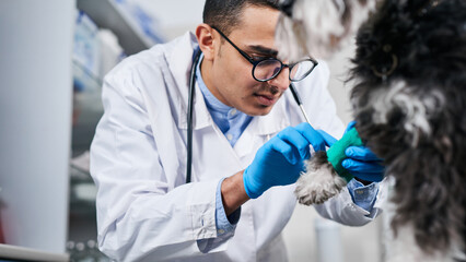 Veterinarian fixing damaged dog's paw with bandage, close up