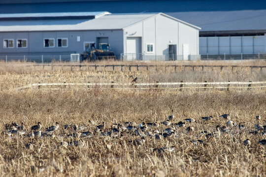 Wild geese overwinter on European agricultural lands and near livestock farms. Bean goose (Anser fabalis), white-fronted goose (Anser albifrons) flocks for feeding and makes regular foraging flights