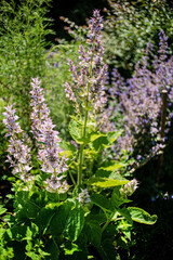 Salvia sclarea in the garden