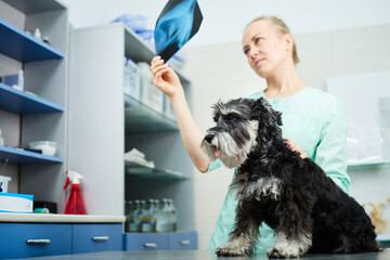 Veterinarian examining dog's x-ray image