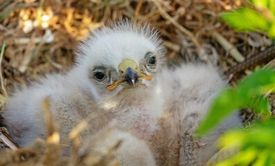 Long-legged buzzard (Buteo rufinus) nestlings are 5 days old, elder's eyes are open. White chicks in the first downy plumage, they don 't hold heads well, sleep a lot. Crimea, Kerch Peninsula - obrazy, fototapety, plakaty