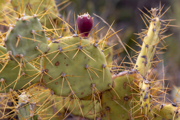 Blatt einer Feigenkaktee mit Frucht