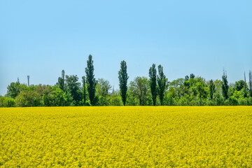 Yellow fields of rapeseed colza (Brassica napus var. oleifera), canola flowers on southern plains,...