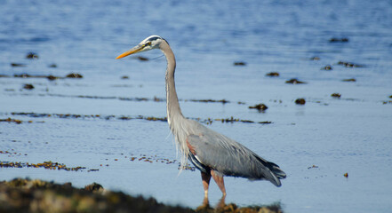 Great blue heron fishing 3