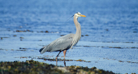 Great blue heron fishing 2