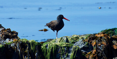 American Oystercatchers on algae